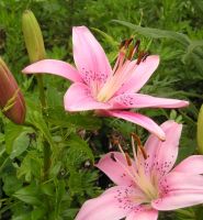 Lily Asiatic Pink - Bulk Landscaping